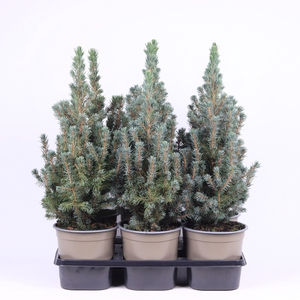 Picea glauca 'Sander's Blue'