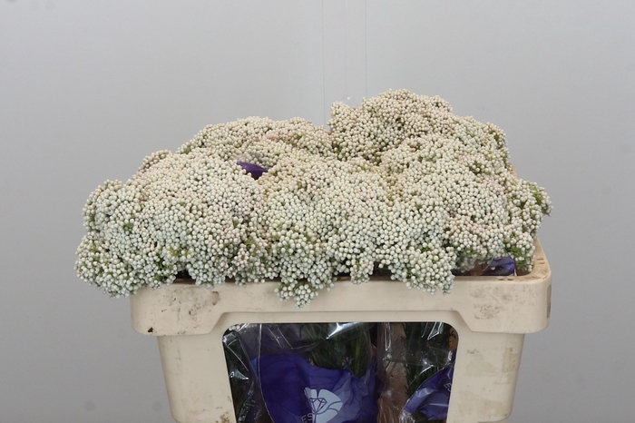 <h4>Ozothamnus Cooks Snow White</h4>