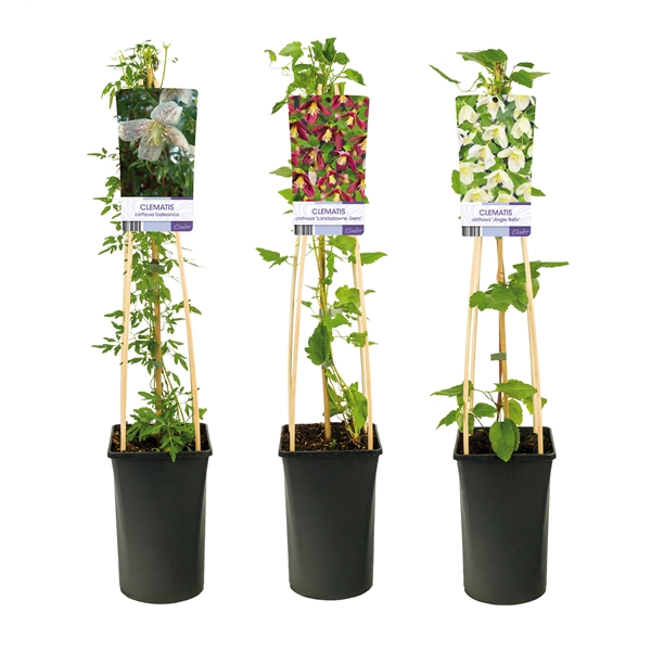 <h4>Mixshelf Clematis Cirrhosa +light label</h4>