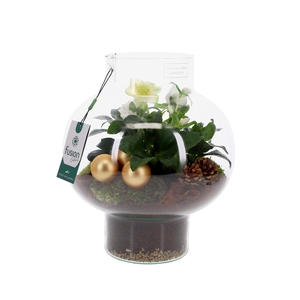 Green Bottle Laura Medium met Helleborus