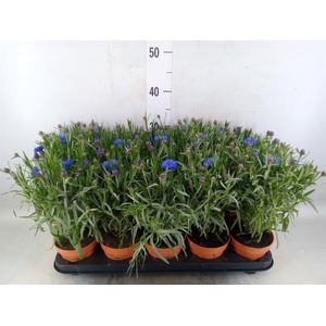 Centaurea   ...