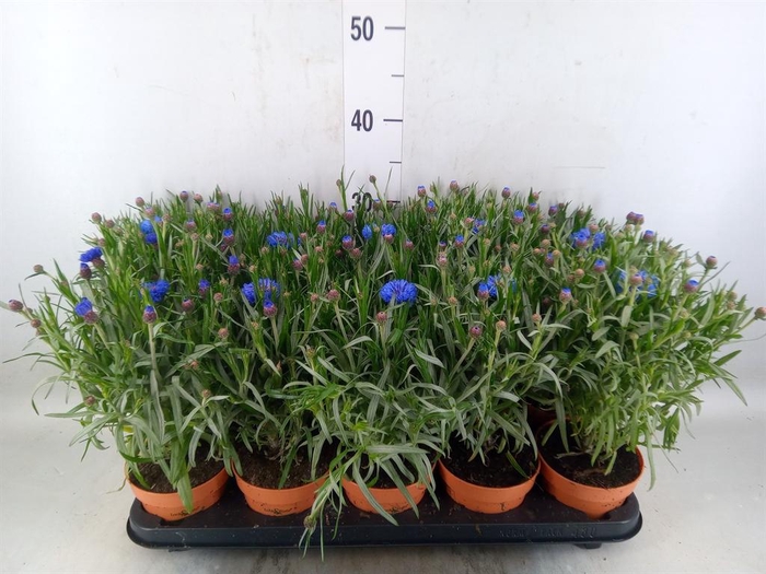 <h4>Centaurea   ...</h4>