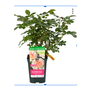 Rosa Floribunda Grp overig