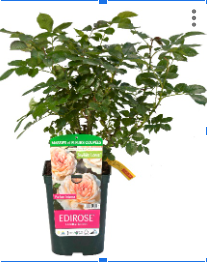 <h4>Rosa Floribunda Grp overig</h4>