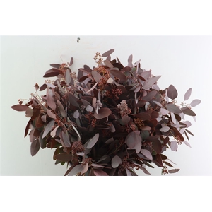 Euca Populus Berry 300gr Abs Red P Bunch