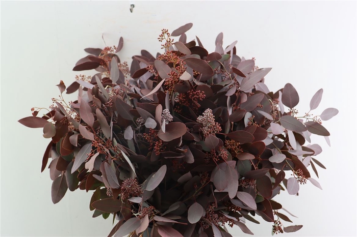 <h4>Euca Populus Berry 300gr Abs Red P Bunch</h4>