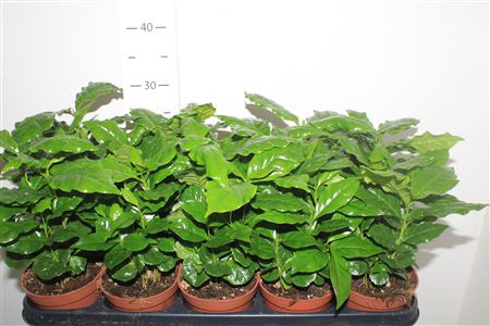 <h4>Coffea Arabica</h4>