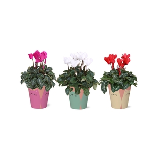 Collectie 'Tasty Bubble' - Cyclamen in Poez Smartcup