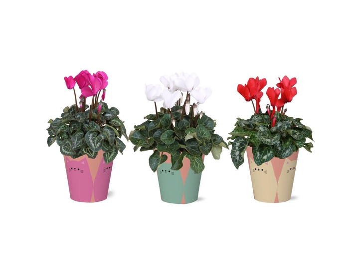 <h4>Collectie 'Tasty Bubble' - Cyclamen in Poez Smartcup</h4>