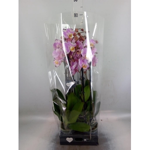 Phalaenopsis  'FC Art Nouveau'
