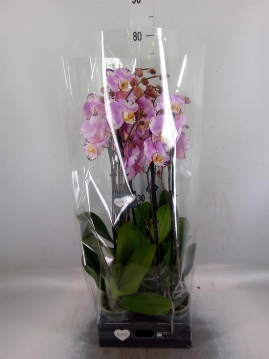 <h4>Phalaenopsis  'FC Art Nouveau'</h4>