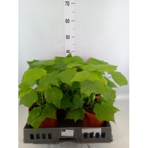 Sparrmannia africana