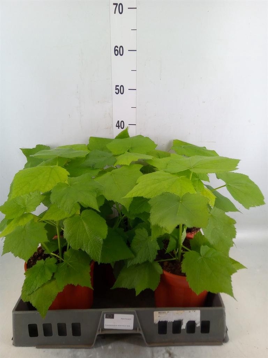 <h4>Sparrmannia africana</h4>