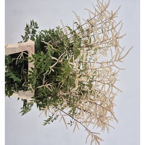 AMMI MAJUS SEED MEDIUM