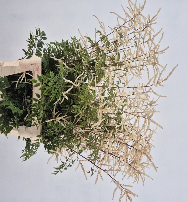 <h4>AMMI MAJUS SEED MEDIUM</h4>