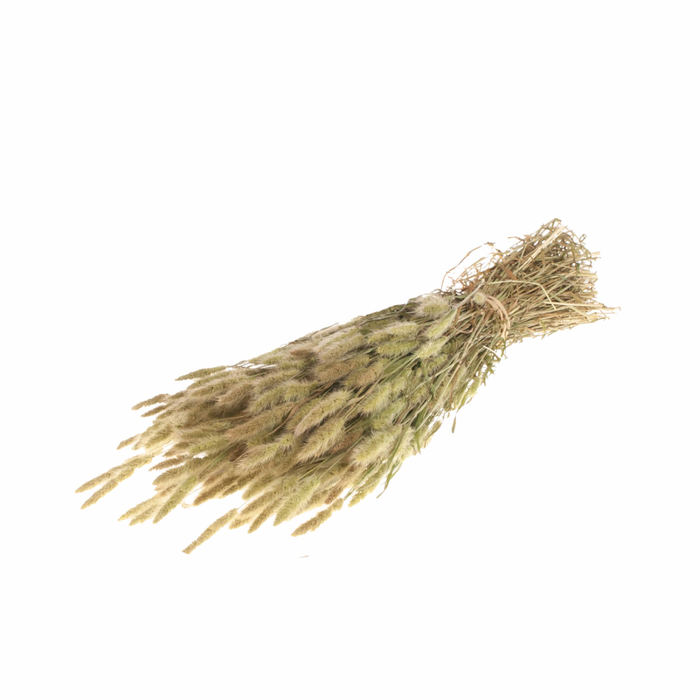 <h4>Polypogon Natural</h4>
