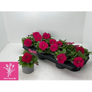 PET LIMBO ROSE