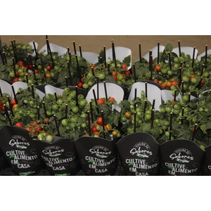 TOMATE ORNAMENTAL P14