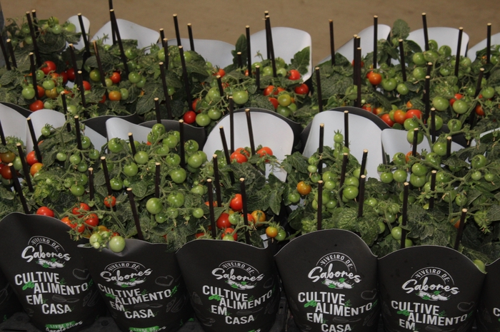 TOMATE ORNAMENTAL P14