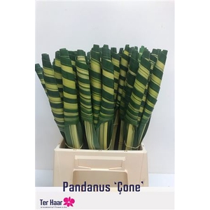 Pandanus Cone (rd)