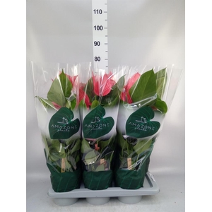 ANTHURIUM ANDR. 'MELODIA IBIS' PREM