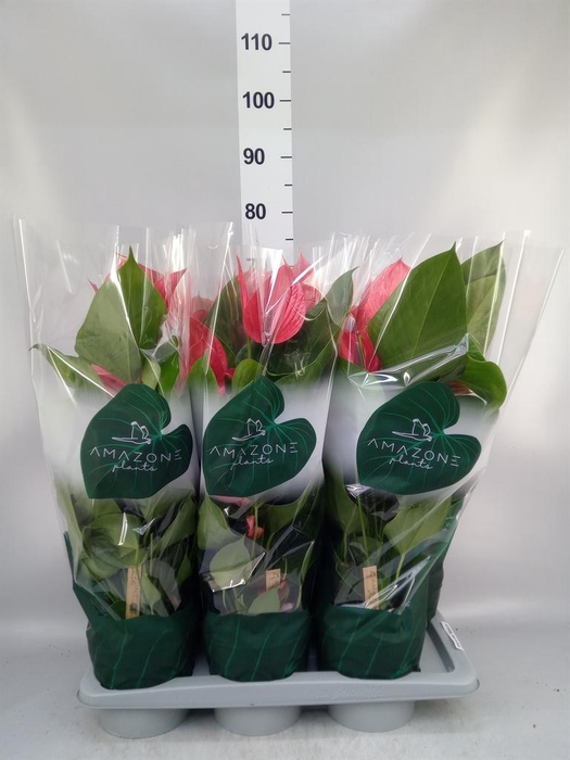 <h4>ANTHURIUM ANDR. 'MELODIA IBIS' PREM</h4>