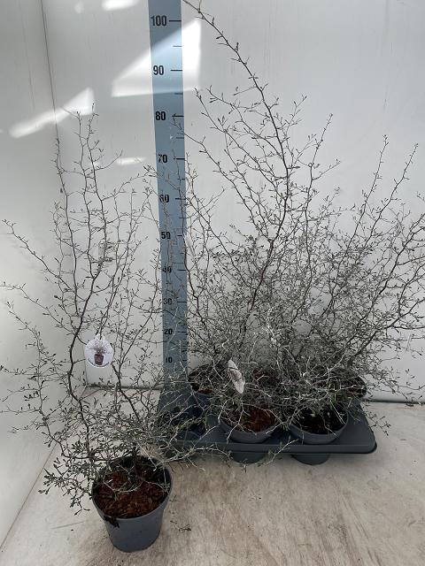 <h4>COROKIA COTONEASTER</h4>