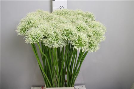 <h4>Allium Mount Everest</h4>