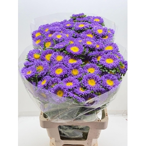 Callist Mats Light Blue