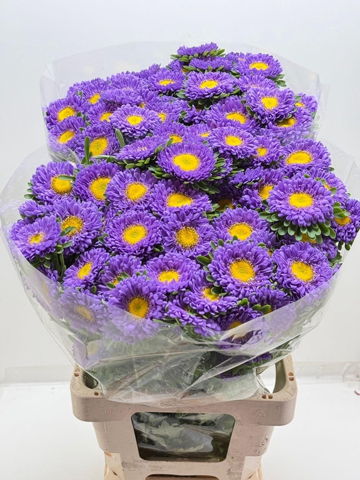 <h4>Callist Mats Lavender</h4>