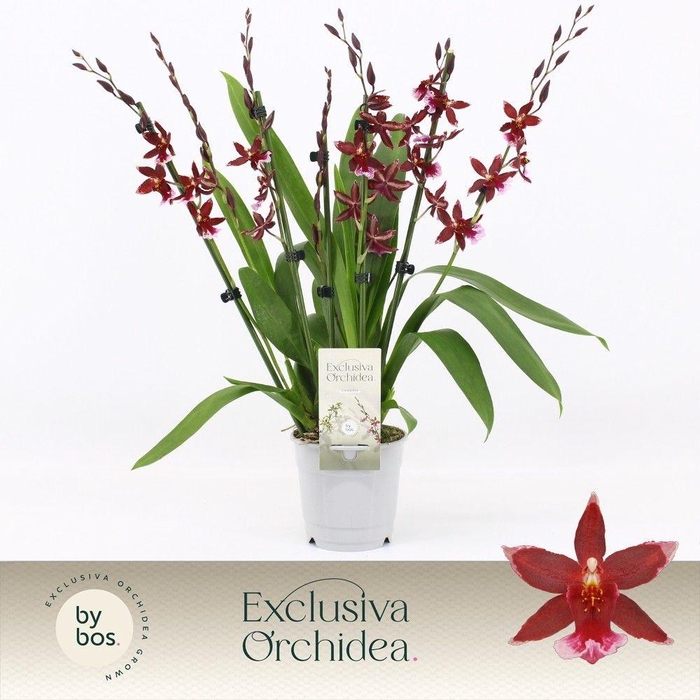 <h4>Barrocco Red, 7+ spike 'Exclusiva Orchidea'</h4>