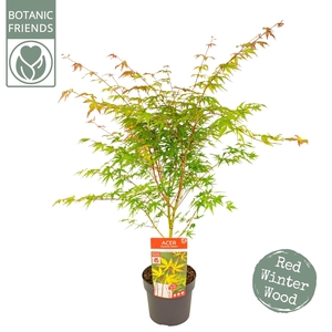 Acer palm. 'Sangokaku'