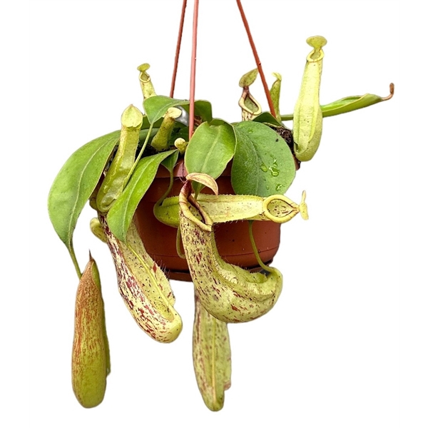 <h4>Nepenthes Monkey Jars Mojito</h4>