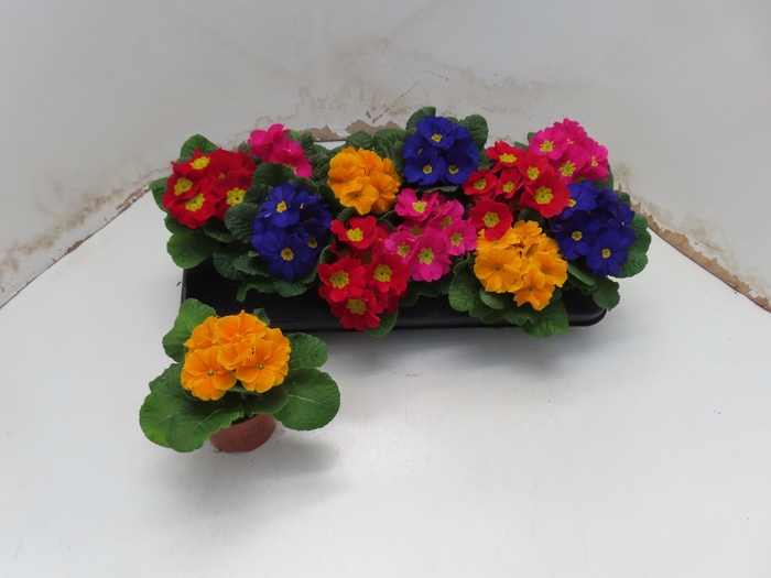 <h4>PRIM ACAULIS MIX</h4>