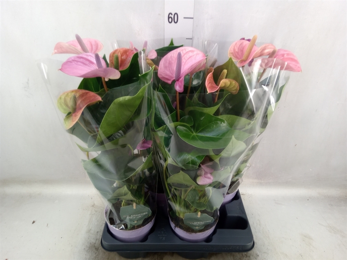 <h4>Anthurium andr. 'Cavalli'</h4>