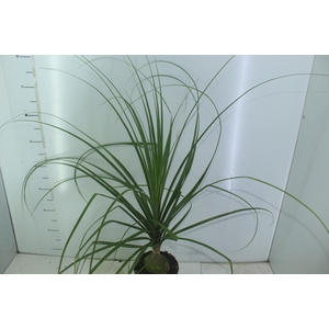 BEAUCARNEA P17