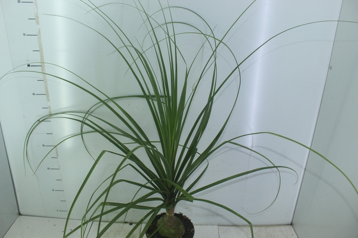 <h4>BEAUCARNEA P17</h4>