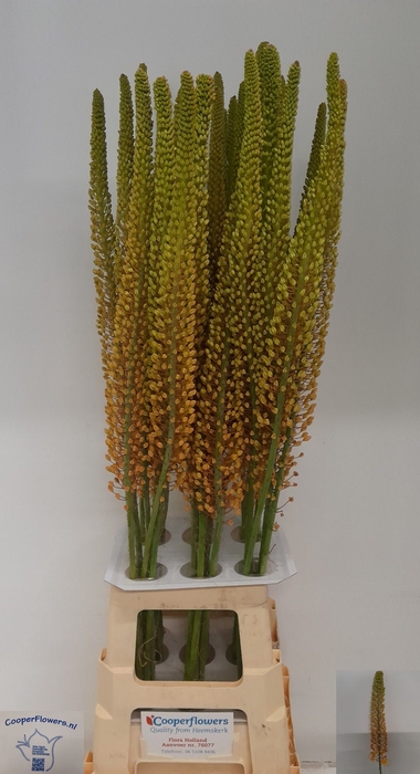 <h4>EREMURUS PINOKKIO</h4>