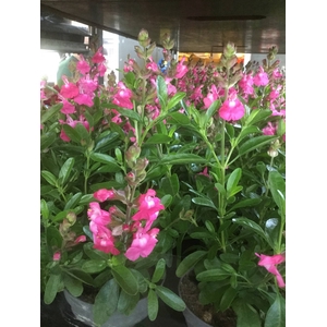 greggii Mirage Hot Pink