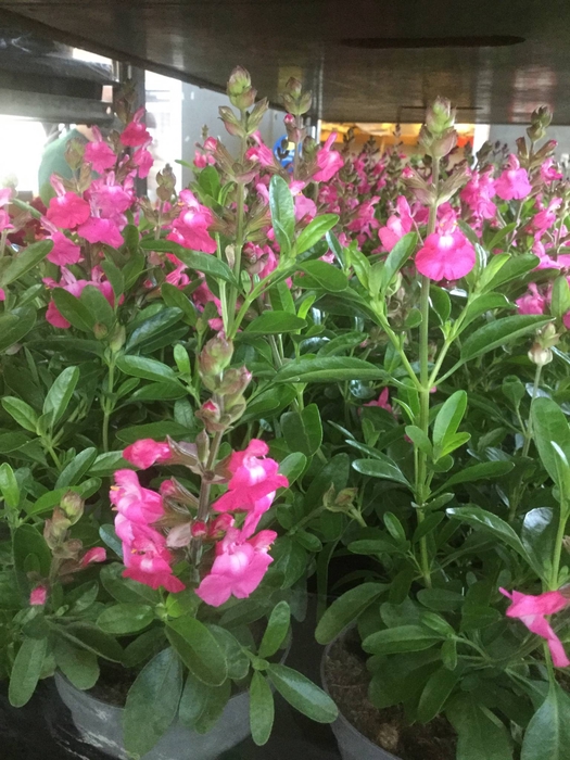 <h4>greggii Mirage Hot Pink</h4>