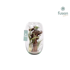 Green Bottle Isabella medium met air tillandsia