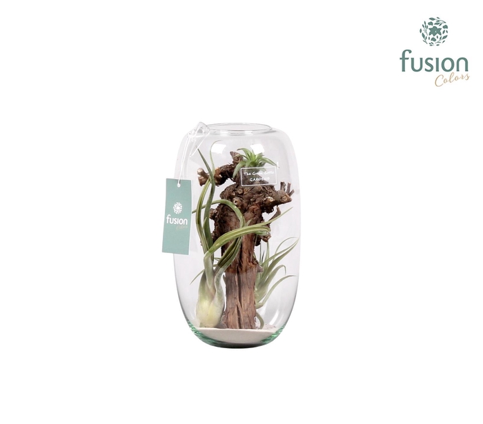 <h4>Green Bottle Isabella medium met air tillandsia</h4>