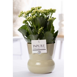 Kalanchoe white in P&PURE Plant Vase Maxima green