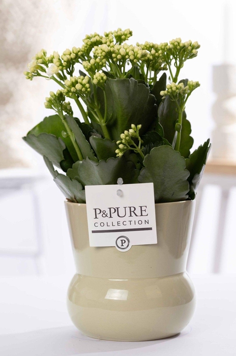 <h4>Kalanchoe white in P&PURE Plant Vase Maxima green</h4>