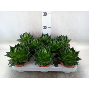 Aloe aristata 'Cosmo'