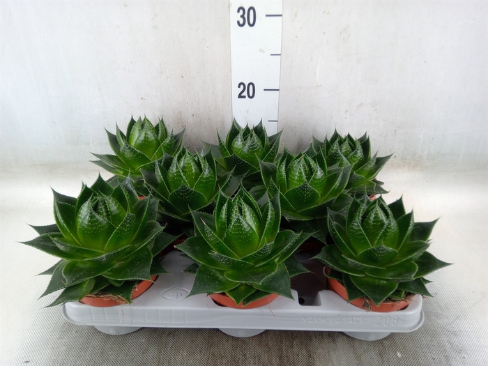 <h4>Aloe aristata 'Cosmo'</h4>