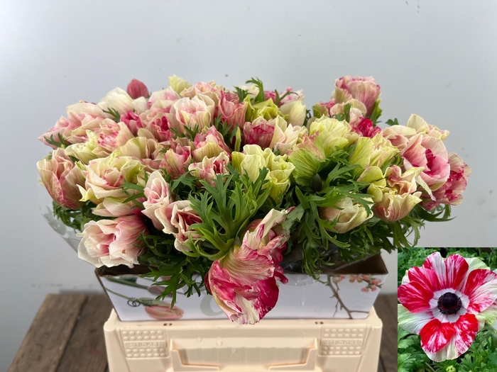 <h4>ANEM CO MIS + TIGRE</h4>