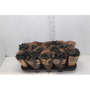 BEGONIA DARK MAMBO P11 PO
