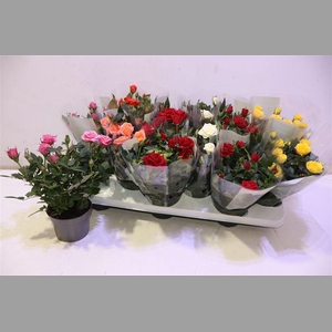 Ro Kordana Gem 5 Srt