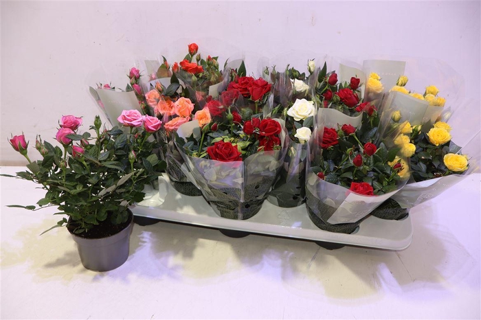 <h4>Ro Kordana Gem 5 Srt</h4>